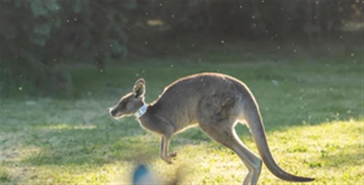 Australian researchers produce first kangaroo embryos through IVF
