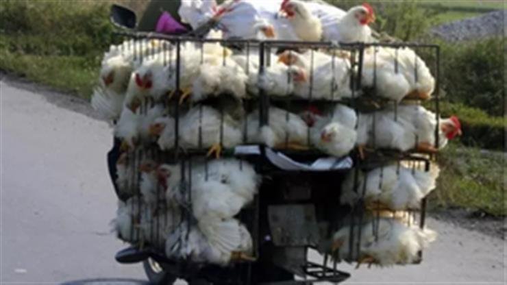 Andhra Pradesh bans transport of chickens from bird flu-hit districts