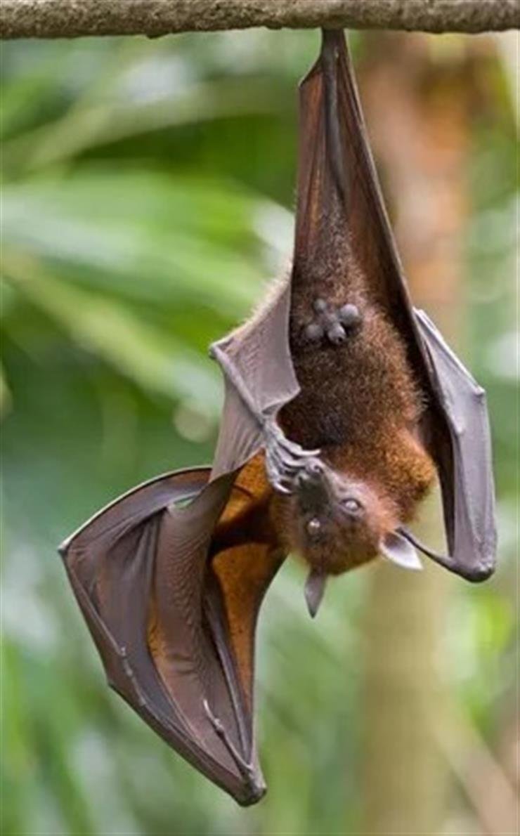 New bat coronavirus with human transmission potential discovered in China