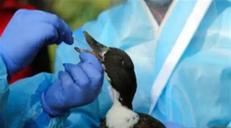 Bird flu confirmed in Bihar's Jehanabad after crow deaths, authorities on high alert