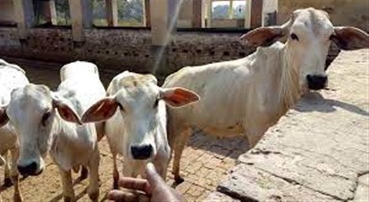 Cabinet approves scheme to prevent, control livestock diseases with Rs.3,880 cr outlay