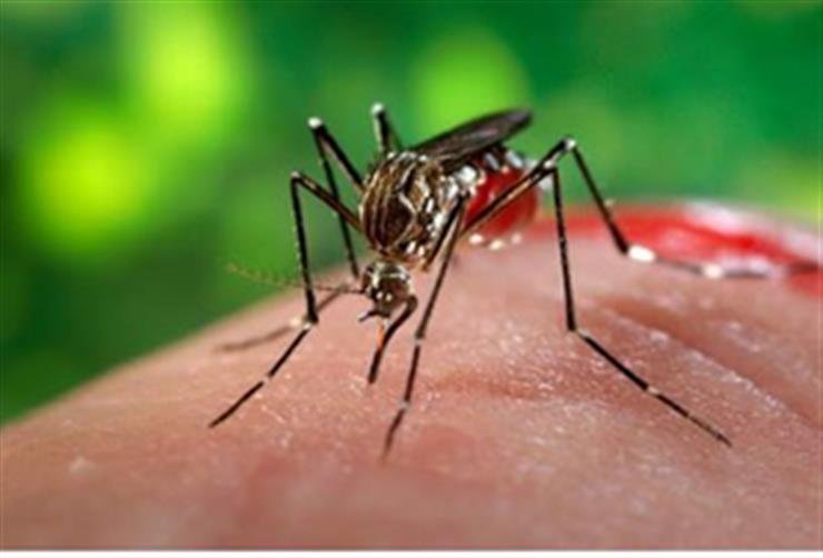 South Africa's health department urges vigilance amid rising malaria cases