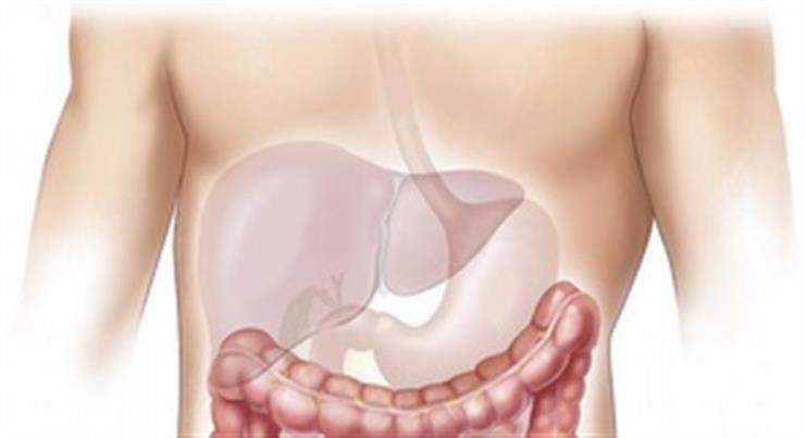 Diabetes drug can effectively treat fatty liver: Study