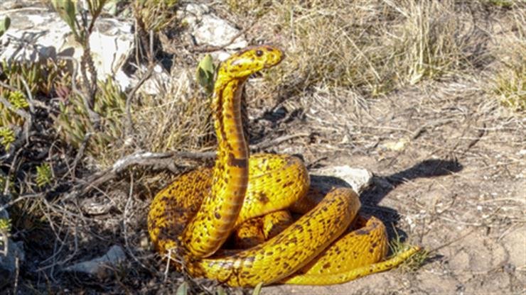 New antivenom effective against 17 African snake species