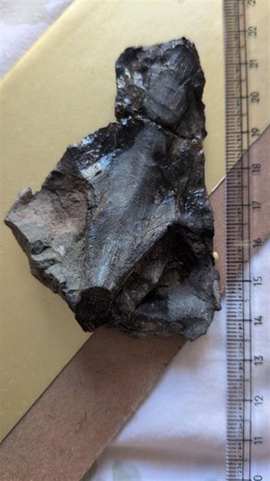 45-Million-year-old snakehead fish skull unearthed in Subathu Formation ÔÇö A Landmark Discovery for Tethys Fossil Museum